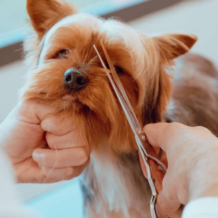 Пациент ветклиники LikeDog — фото 1