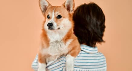Пациент ветклиники LikeDog — фото 8